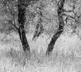 Woodland 1