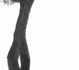 Woodland 3