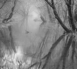 Woodland 4