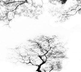 Woodland 5