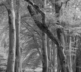 Woodland