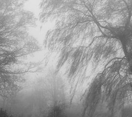 Woodland Study 9