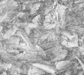 Woodland Study 5