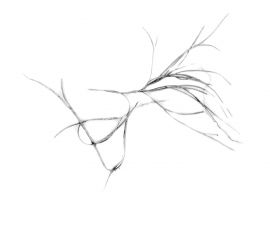 Seaweed Sketches